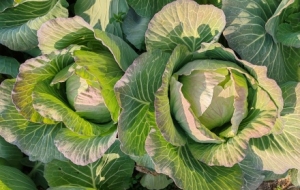 ��ɽ�r�Ҙ�������֮�����@����