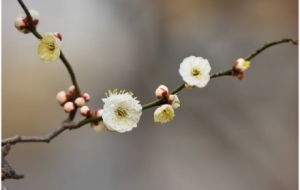 ��ȥ�Ͼ�÷��ɽ�̓ɼ��£��e����ˮ���������