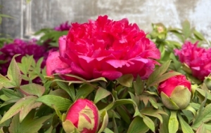 �S�Ĵ���������ʢ��һ����һ���������D����