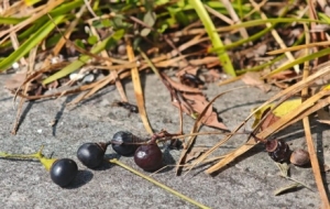 ���_ʼ������ꎽ��^�������F