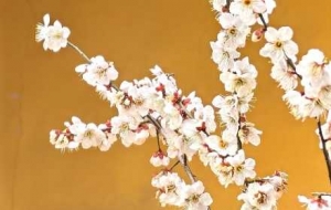 �׉������g������ˮ�l(xi��ng)÷��ʢ�_������