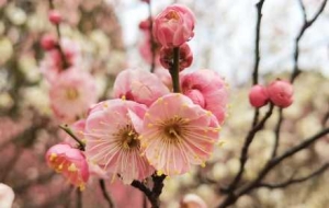 �Ŀ��R�^�µ�÷�������ü���������һĨ�o�c���ȵ�Ԋ��ҷ�