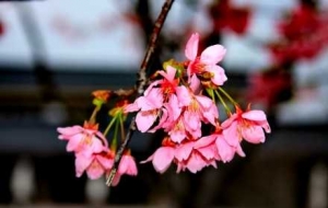 3���p�������r���\�ӹ��@����o�޺�