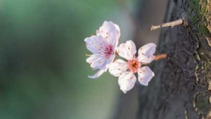 ����17�r1���������ʽ�M�롰���֡�