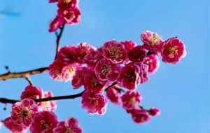 �򿨽����p÷�ٵأ��L����ů��÷������������