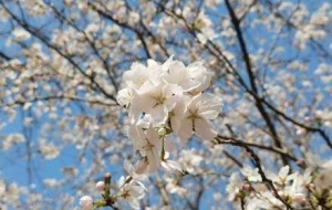 �ѻ���֦�^������һ������֮�s