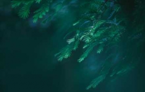 ����������Ҫ����