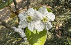 �p�����R�����滨���Թ���