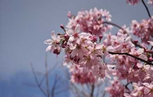 ӛ�������c(di��n)����׌�Ҹ��r(sh��)�̵��Ա���