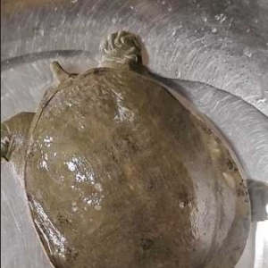 �����~�ā��f�f���@��ֻ���~Ұ��Ұ