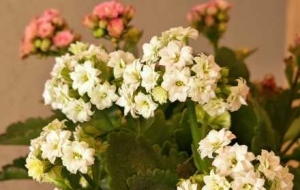 ������������ꖹ��c�����Ќ�����Ԋ��