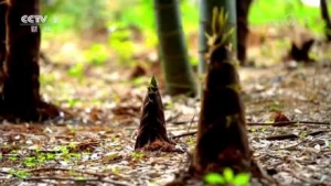 ��ҕ�cٝ���һ����