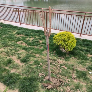 ��Ҷ��f�W���I�Ę��粻���V������ԇһ�������ܲ��ܳɻ��