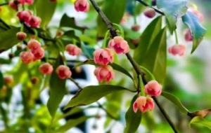 �K�ݺ���ɏʢ�ţ��������f�K�t����֦�^