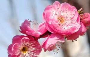 �һ��滨����_�������˽�ꎵĴ���