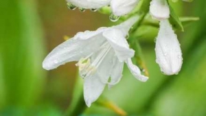 ���꣡����Ӱ푽��