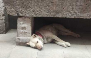 ����é�^���|���R����ɽ�£����X����һ�ӵķՇ�