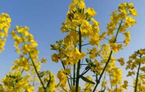 ����Ͳ˻�ʢ�_�����S��Ұ�L�ʹ���Ԋƪ