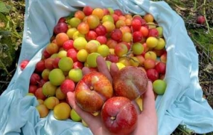 ���ĵ��l����Ұ���������`�ĘO�·����c���o