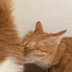 �������B؈������������؈�ɑz������2ֻ�����������Ӊ����󣬌��ڛ]�����B��