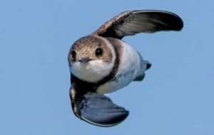 �ұ��S�������A�^�A�X��ɳ�೬�ȳ��R