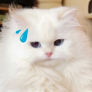 �����M�S������11С�r����ը�����������^�f�����������Xȥ���R̩��