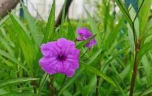 ��׽����ľG���۾������`����������