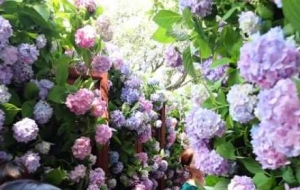 ����Ī�λ��@������һ���C�򻨵�����֮�s