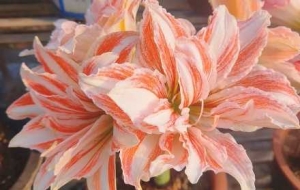 �(y��ng)�_(t��i)׃�����㻨�@�����丂(j��ng)��`�� ��������