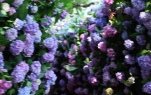 �f(w��n)���C���ձM���g���{(l��n)����Ŀѣ���ԉ���ߔ̺�