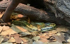 �����@�����N���ӵ��ߣ����i��D�b