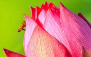 ��������޶������˺ɻ�֮��