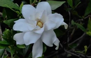 �����������ʹ�ߣ������ذ�����ѩ���`