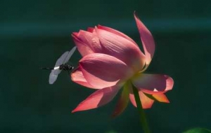 �z�ѷ������ĺ���퍣��L(zh��ng)������ɻ���չ�ķҷ��r(sh��)��