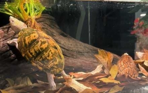 ����Ҽҵ�С�����������̻��X�����������̫�