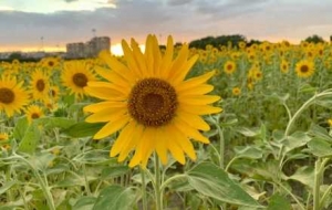 �ڽ�ꎣ�����һ����Ϧ��c���Ľ�ɫ����