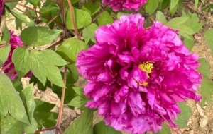 �����S���ĵ��Ļ�����ӛ��������õ�˲�g