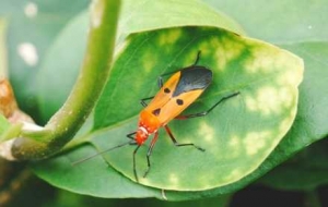 �z�ѷ�������ľ���L�x�Q�O�@���������C��������