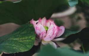 �z���R�^�µĺɻ���ǧ�˰ّB��ʢ����Ԋ������