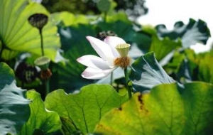 �z���R�^�µĺɣ�����֮�������A��M�L�Ǫq��