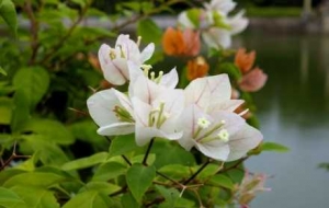 �z���R�^�µĻ����o�k�k��������һ��(ch��ng)�o(w��)������ʢ��