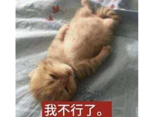 ��Ұl�F�]���XԽ��Խ���������BС��߅�ĳ���q�r��Ψ�����Y�]���^