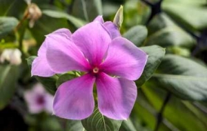 �W(w��ng)���֙C�Ĕz��׷��һĨ��ɫ��������������(ji��)