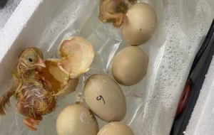 �H��Ҋ�C�u�����ƚ���ȫ��ӛ䛣���������