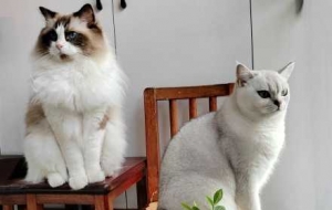 ����؈������ż�y�u���p�p�˽��أ��ɐ۵�����