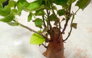 �ҵļұ�ֲ����M��ÿһ̎����֦�~����չ