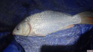 ���lҹឃɂ���С�r���~���p��׌�ˑ�������