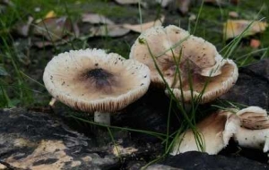 �S�ķ��L�����T��������⣡�ɹ���Ѫ��