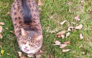 �֙C�S�ģ���؈�����ⲽ�����L�C���y�����f���S