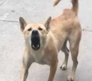 �ٴ��ژǵ��ڱ�ͬһֻ�]���K�Ĺ��Z������ͣ����궼���ҺÎ״��ˣ���������Ҳ�]��